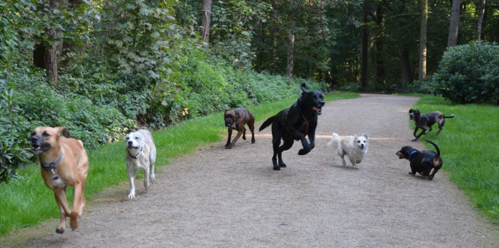 Hundeschule Altona_Konzept